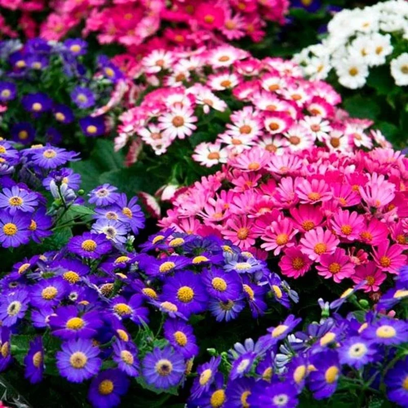 Cineraria Mixed Hybrid Seeds – Vibrant Multi-Color Garden Blooms for Ornamental Planting