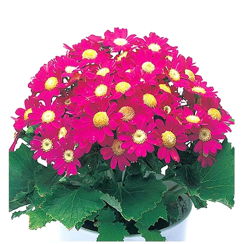 Cineraria Mixed Hybrid Seeds – Vibrant Multi-Color Garden Blooms for Ornamental Planting
