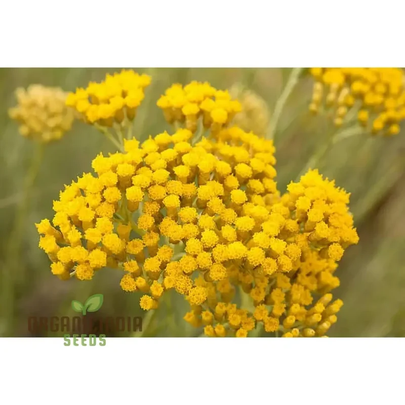 Helichrysum Flower Seeds for Gardening Enthusiasts - Perfect for Home Planting Projects