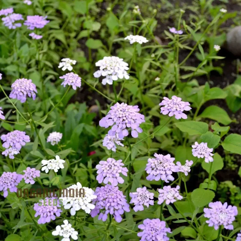 Candytuft Fairy Mixed Flower Seeds - Ideal for Vibrant Flower Beds for Gardening & Planting