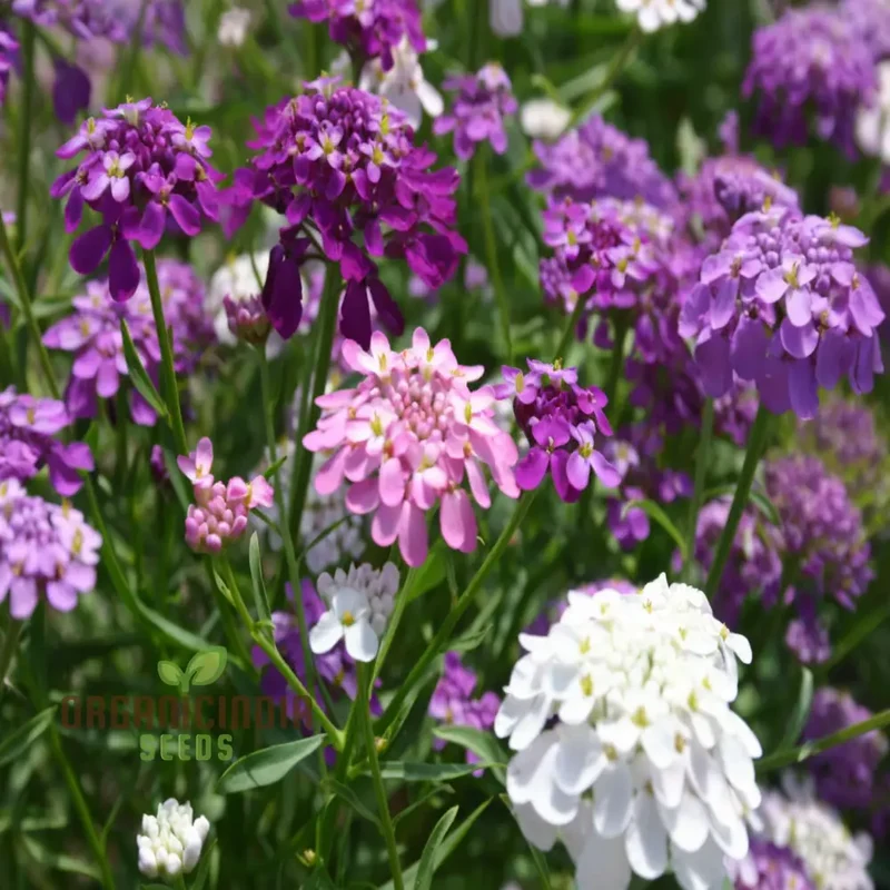 Candytuft Fairy Mixed Flower Seeds - Ideal for Vibrant Flower Beds for Gardening & Planting