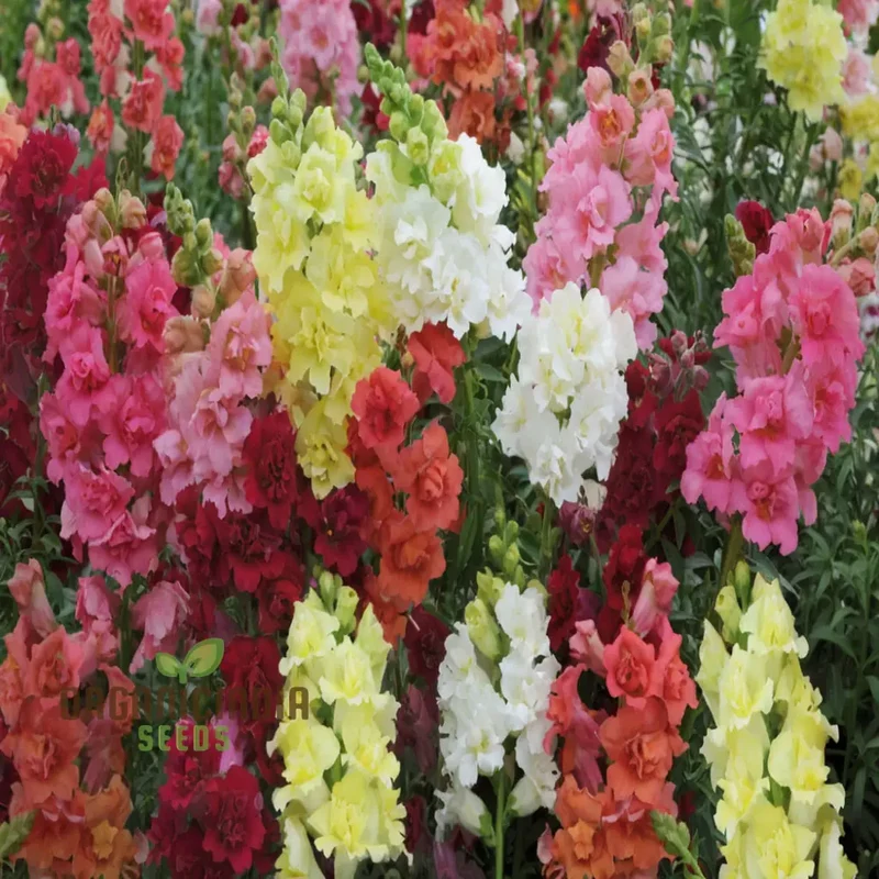 Antirrhinum Madam Butterfly Flower Seeds , Elevate Your Gardening Experience with Vibrant, Butterfly-Like Blooms