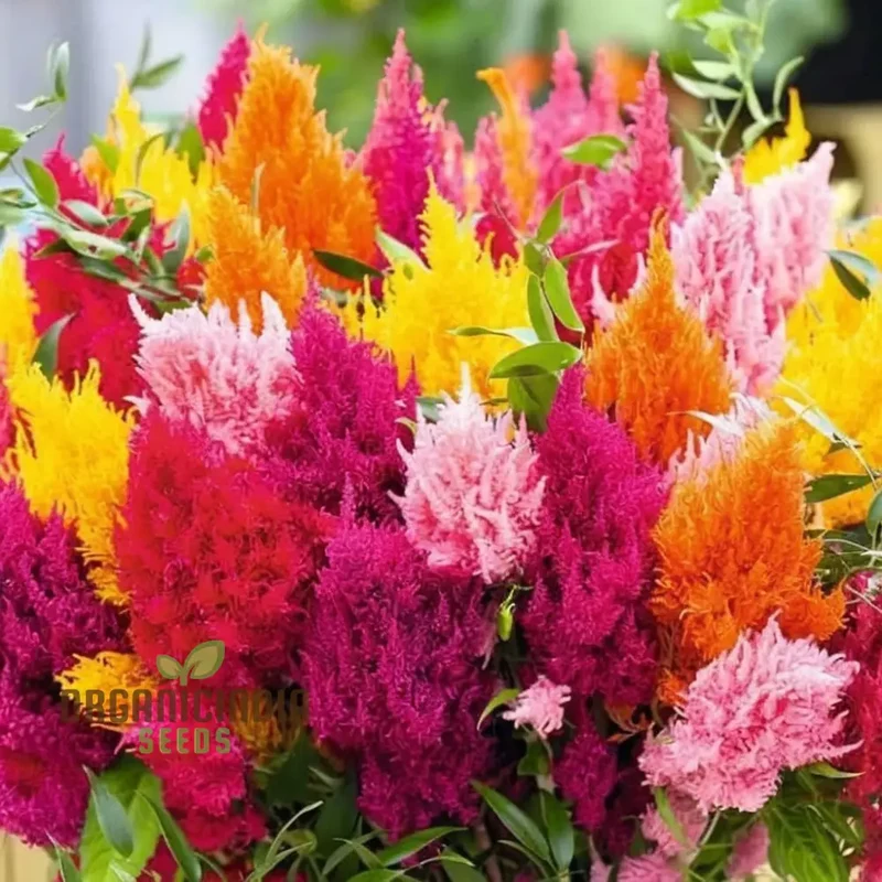 Celosia Plumosa Pampus Mixed Flower Seeds, Vibrant Colors, Long-Lasting Blooms, Ideal for Gardening