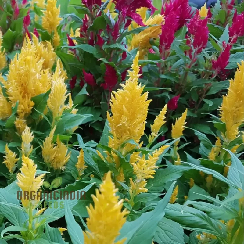 Celosia Plumosa Pampus Mixed Flower Seeds, Vibrant Colors, Long-Lasting Blooms, Ideal for Gardening