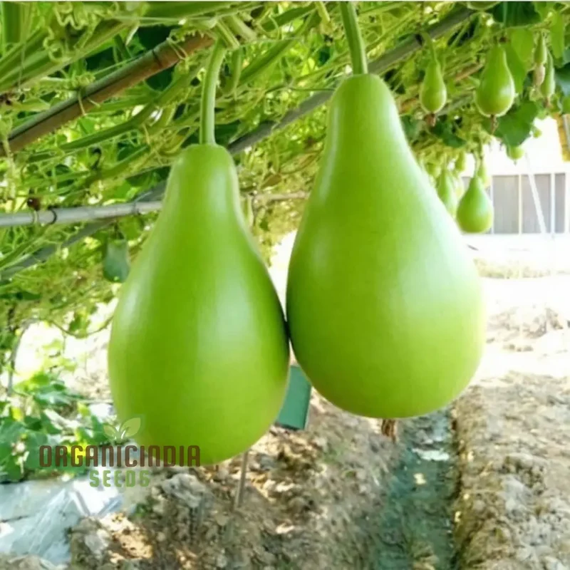 F-1 Pot Shaped Bottle Gourd Vegetable Seeds for Planting,Gardening and Cultivation