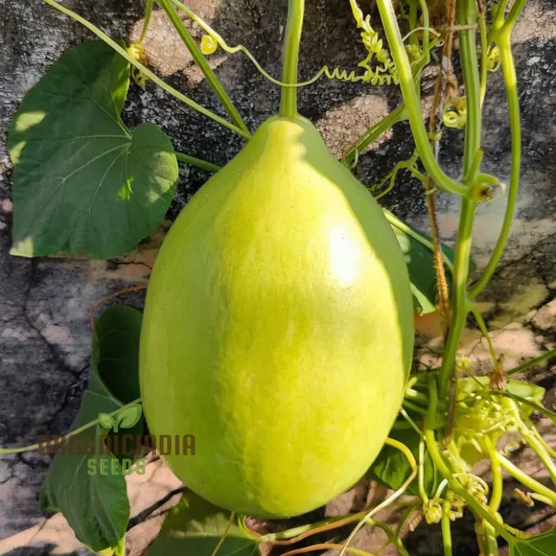 F-1 Pot Shaped Bottle Gourd Vegetable Seeds for Planting,Gardening and Cultivation