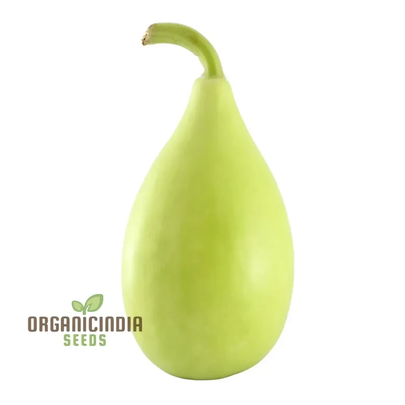 F-1 Pot Shaped Bottle Gourd Vegetable Seeds for Planting,Gardening and Cultivation