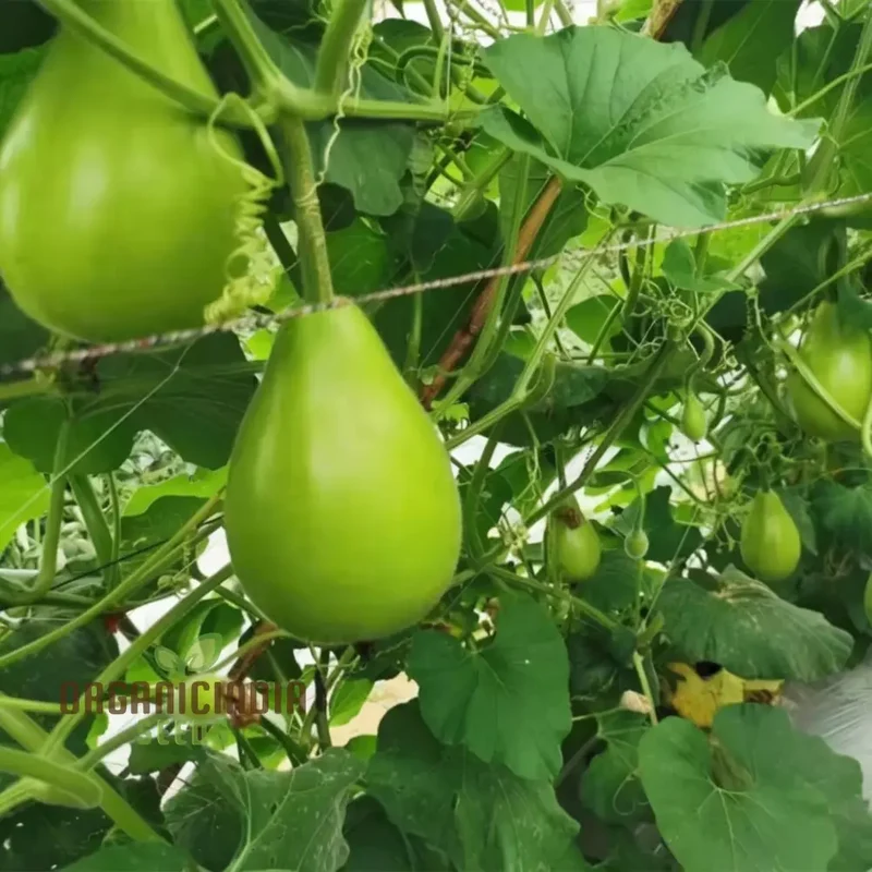 F-1 Pot Shaped Bottle Gourd Vegetable Seeds for Planting,Gardening and Cultivation