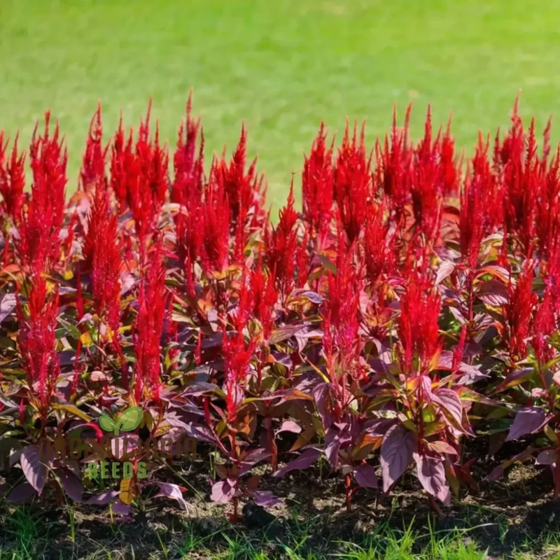 Celosia Red Fire Flower Seeds - Vibrant Blooms, Easy to Grow, Stunning Addition to Any Garden