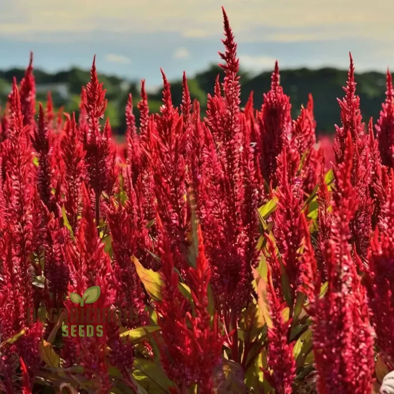 Celosia Red Fire Flower Seeds - Vibrant Blooms, Easy to Grow, Stunning Addition to Any Garden