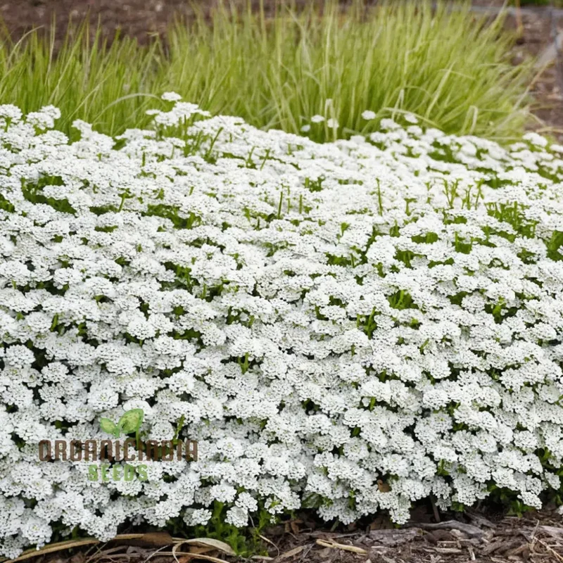 Candytuft White Flower Seeds, Easy to Grow, Perennial Blooms, Ideal for Borders and Gardens