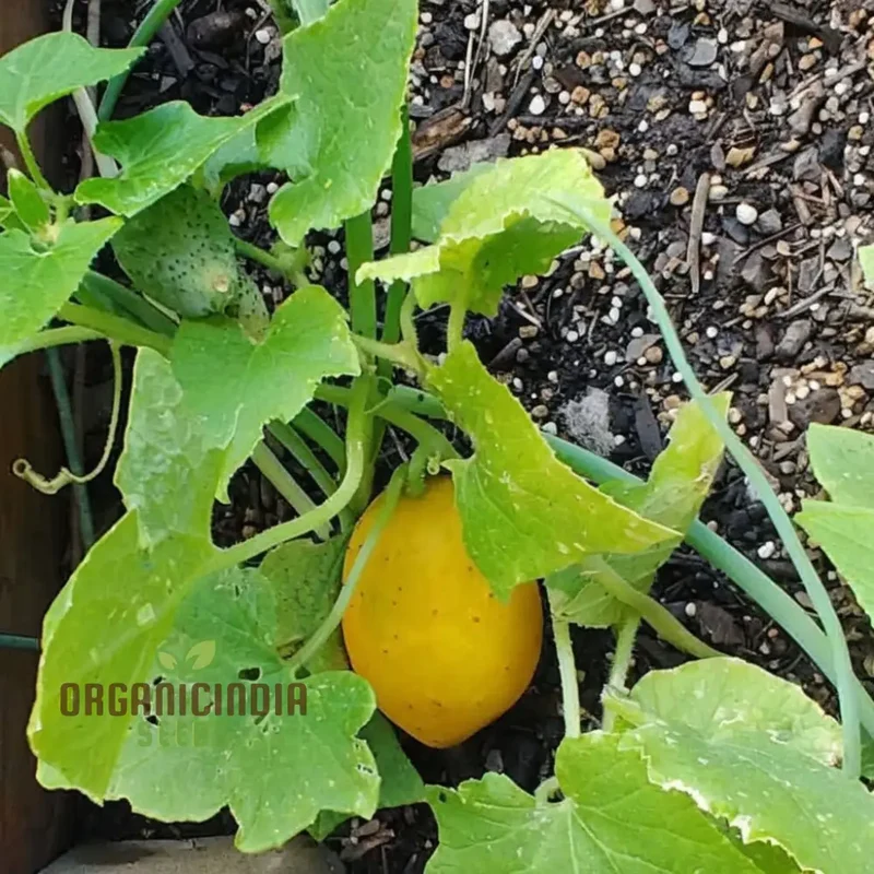 Yellow Cucumber Seeds, Premium Grow Your Own Sunshine vegetable seeds or Vibrant Gardens