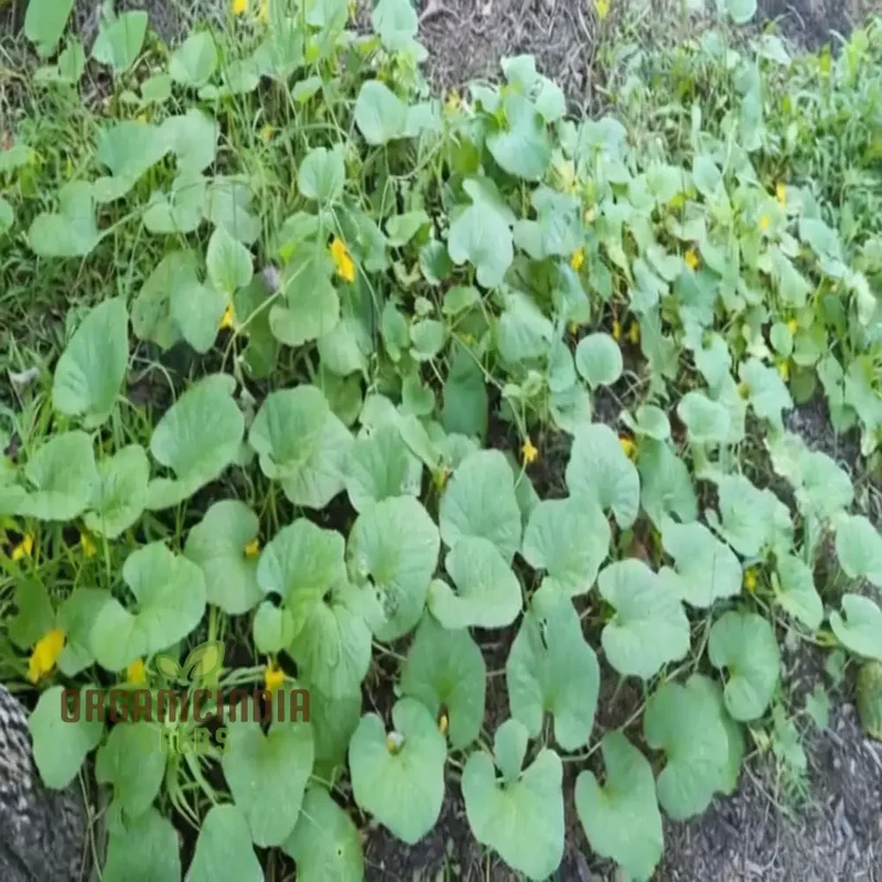 Yellow Cucumber Seeds, Premium Grow Your Own Sunshine vegetable seeds or Vibrant Gardens