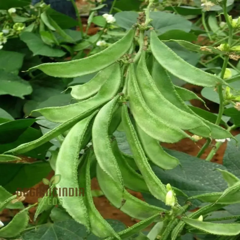 Dolichos Bush Vegetable Seeds, Fast-Growing, Nutrient-Rich, Ideal for Home Gardens