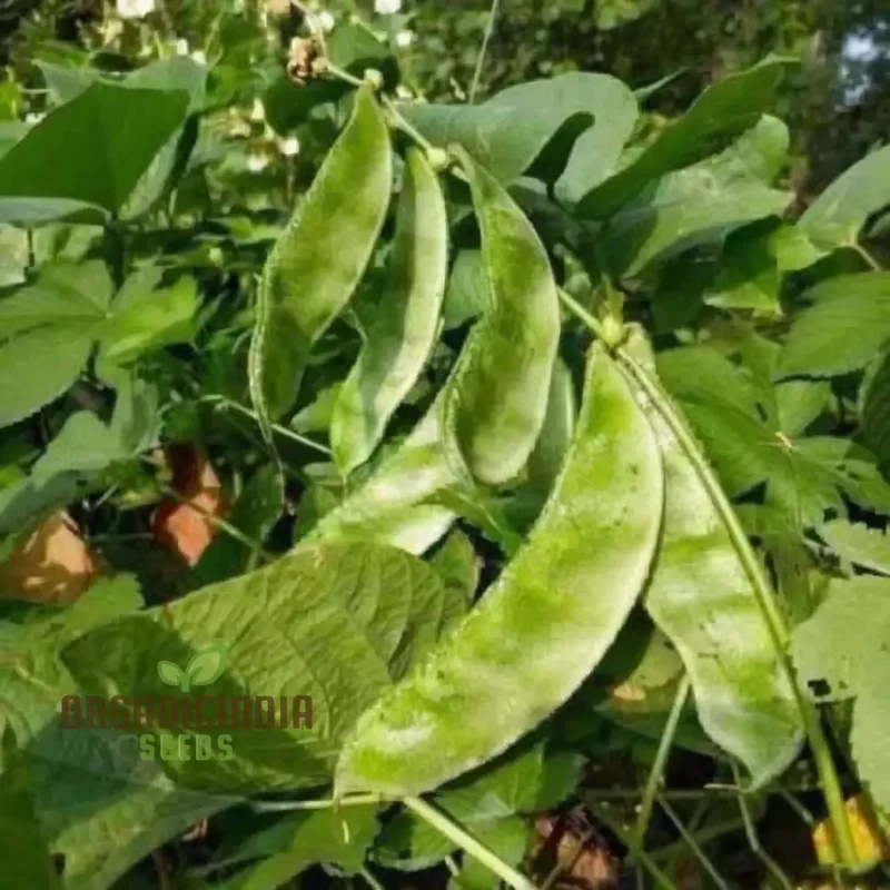 Dolichos Bush Vegetable Seeds, Fast-Growing, Nutrient-Rich, Ideal for Home Gardens