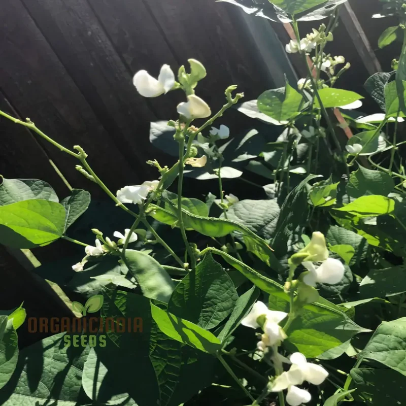 Dolichos Bush Vegetable Seeds, Fast-Growing, Nutrient-Rich, Ideal for Home Gardens
