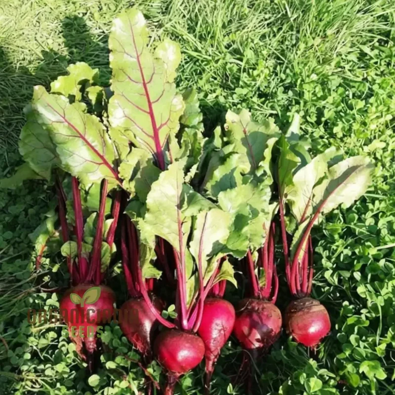 Beetroot - Detroit Dark Red Vegetable Seeds (DDR), High-Yield Heirloom Variety