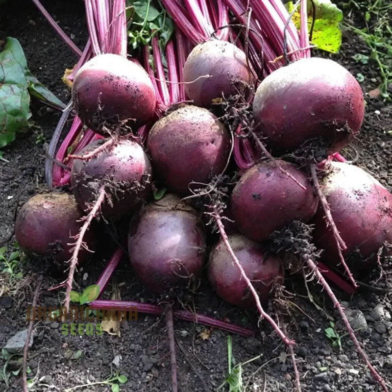 Beetroot - Detroit Dark Red Vegetable Seeds (DDR), High-Yield Heirloom Variety