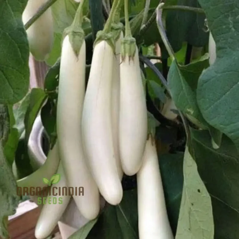Brinjal White Long Hybrid Seeds, Elevate Your Gardening with High-Yield, Deliciously Unique Eggplants