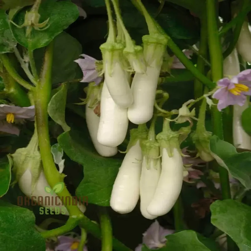 Brinjal White Long Hybrid Seeds, Elevate Your Gardening with High-Yield, Deliciously Unique Eggplants