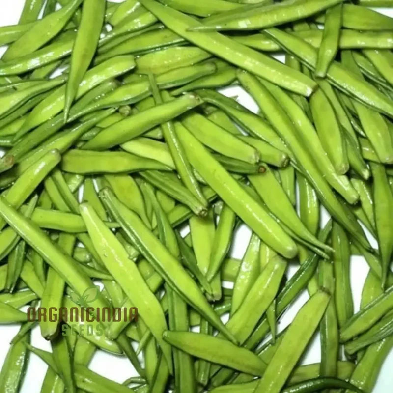 Cluster Beans Vegetable Seeds, High-Yield, Disease-Resistant, Perfect for Home Gardening