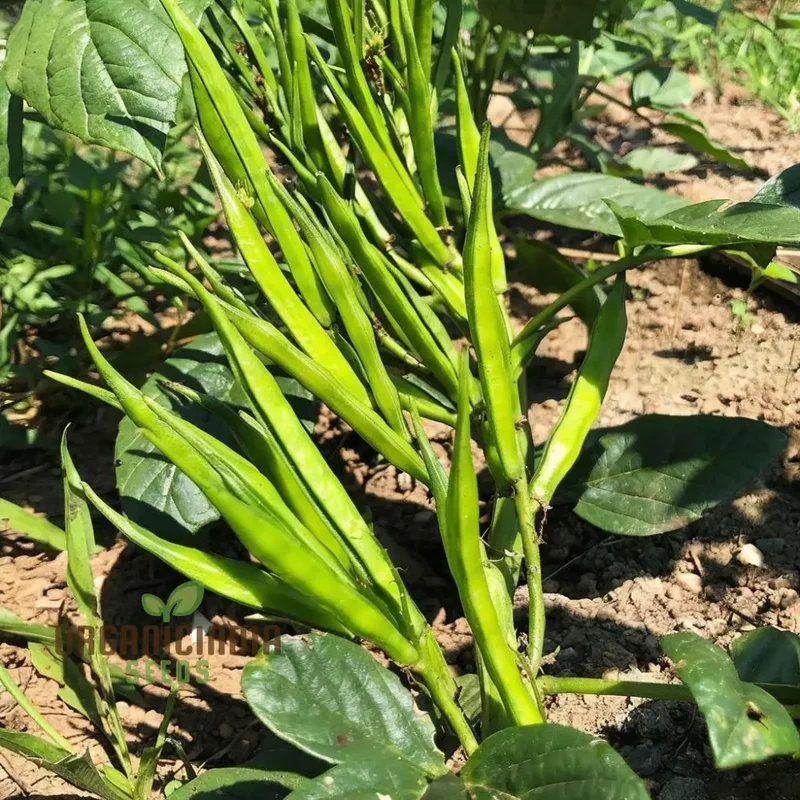 Cluster Beans Vegetable Seeds, High-Yield, Disease-Resistant, Perfect for Home Gardening