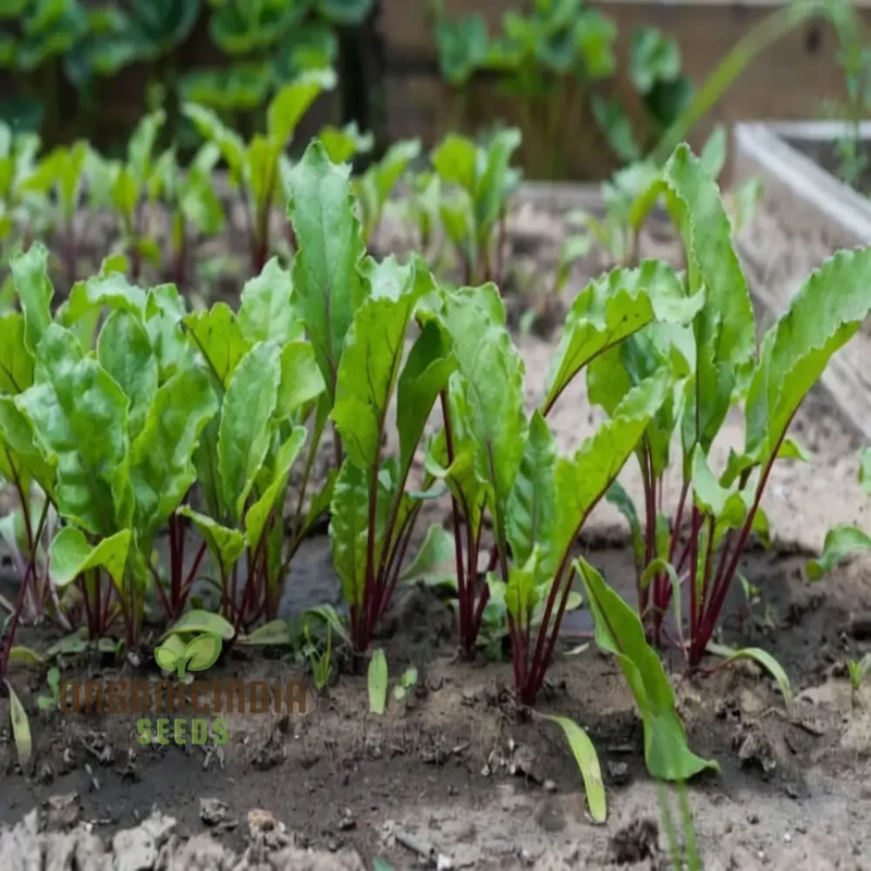 Ruby Queen Beetroot Seeds for a Bountiful Harvest, Expert Gardening Guide: Planting and Growing