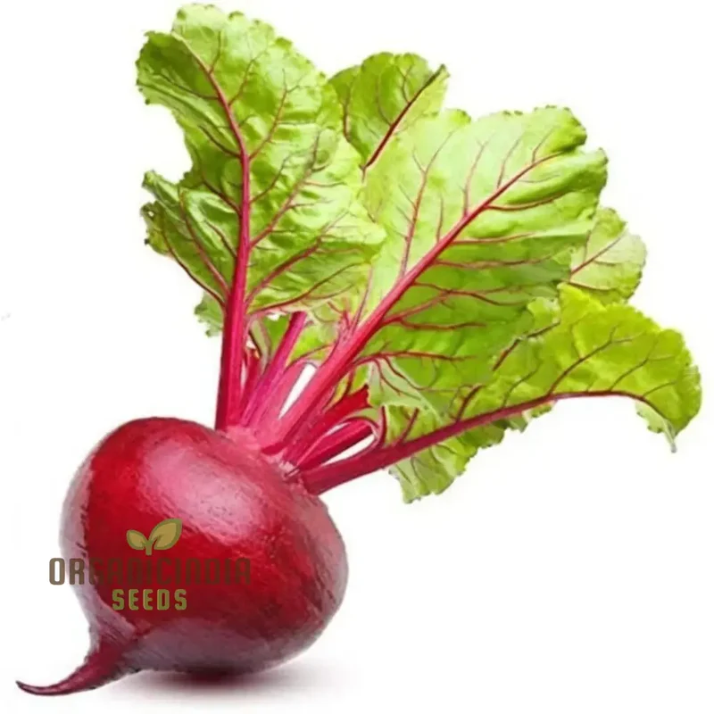 Ruby Queen Beetroot Seeds for a Bountiful Harvest, Expert Gardening Guide: Planting and Growing