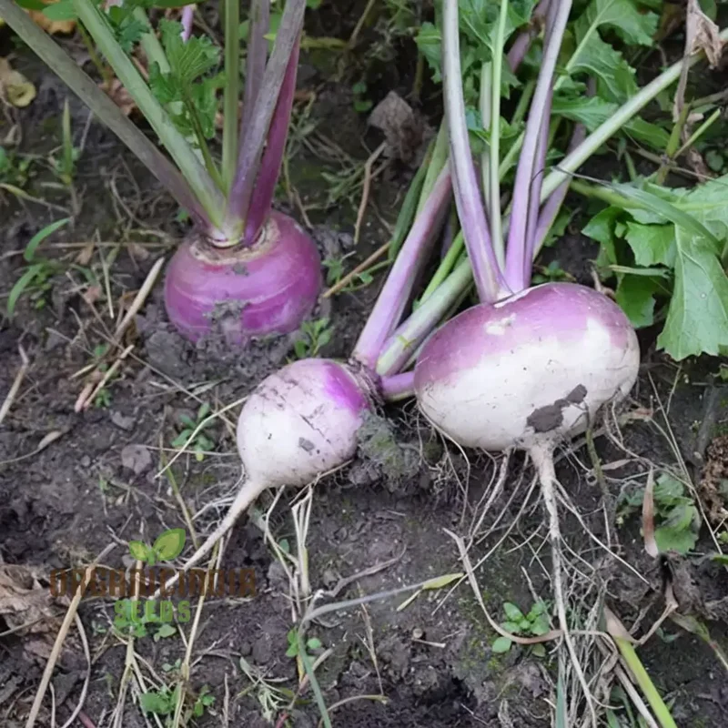 Turnip Purple Top Vegetable Seeds, Heirloom, High Yield, Perfect for Home Gardens