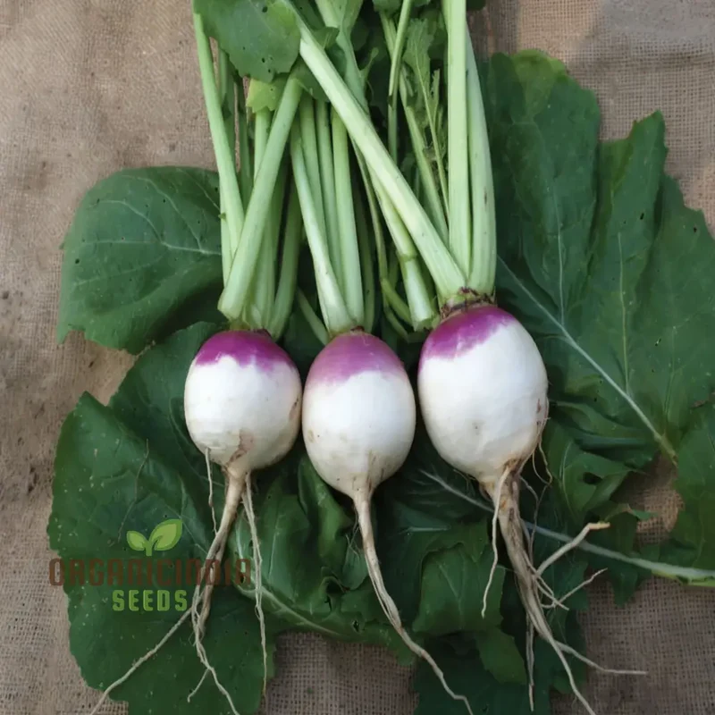 Turnip Purple Top Vegetable Seeds, Heirloom, High Yield, Perfect for Home Gardens