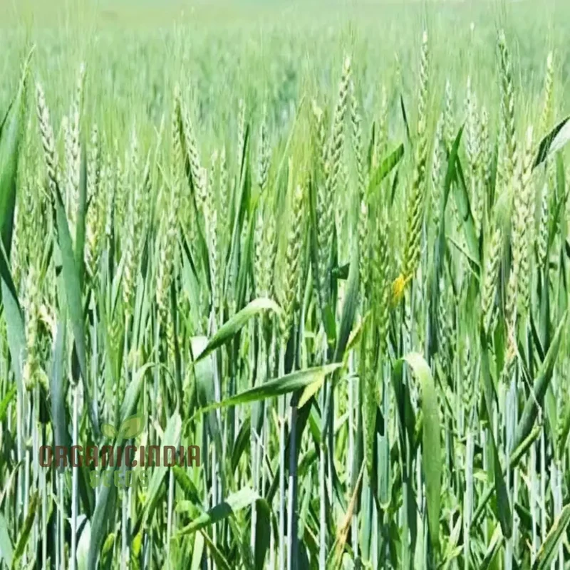 Microgreen Wheat Grass Seeds - Fast Growing, Nutrient-Rich, Perfect for Indoor Gardens