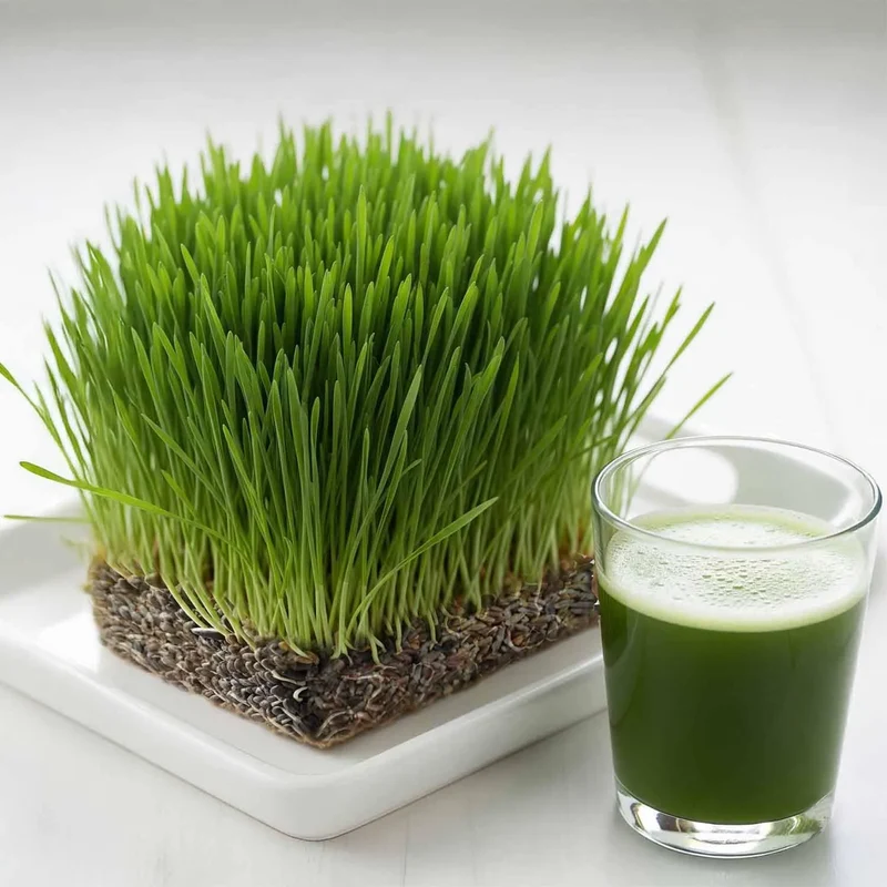 Microgreen Wheat Grass Seeds - Fast Growing, Nutrient-Rich, Perfect for Indoor Gardens