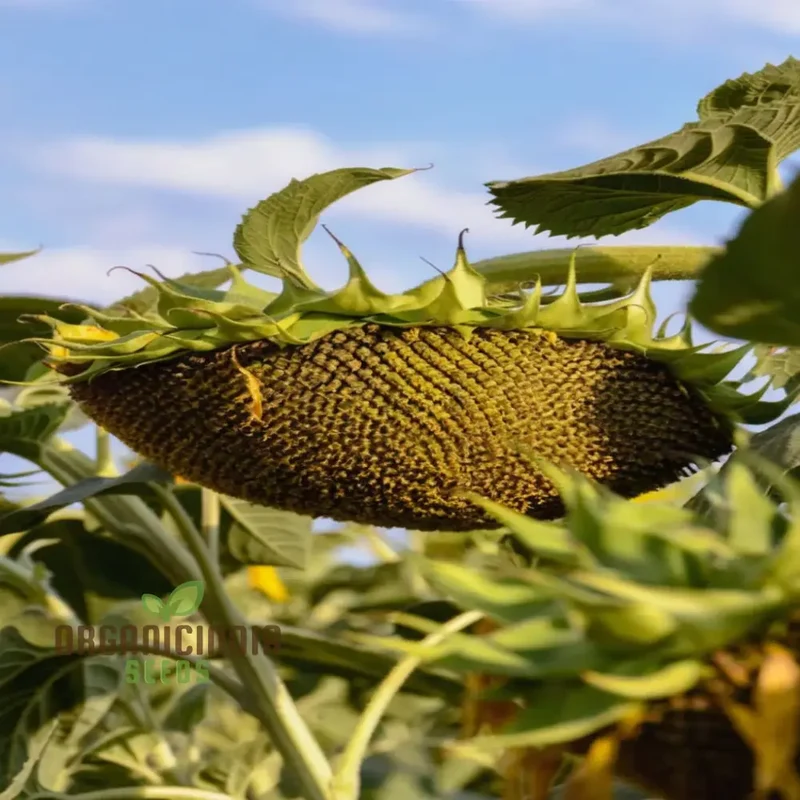 Microgreen Sunflower Seeds, premium High-Quality Flower Seeds for Nutrient-Rich Microgreens