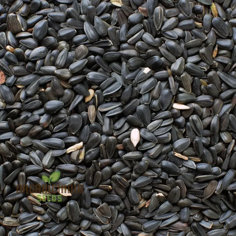 Microgreen Sunflower Seeds, premium High-Quality Flower Seeds for Nutrient-Rich Microgreens