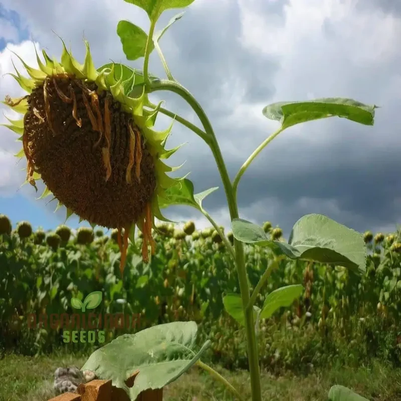 Microgreen Sunflower Seeds, premium High-Quality Flower Seeds for Nutrient-Rich Microgreens