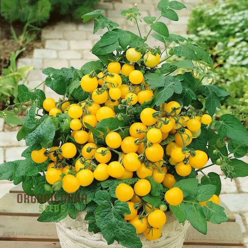 Yellow Cherry Tomato Vegetable Seeds Growing Golden Delights, A Comprehensive Guide to Planting and Gardening