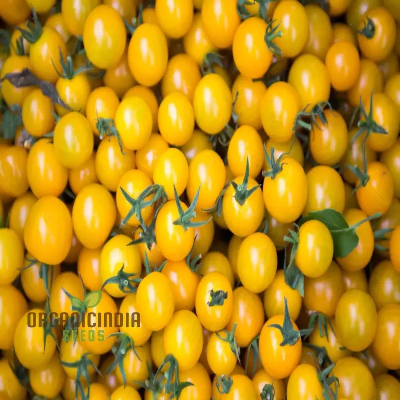 Yellow Cherry Tomato Vegetable Seeds Growing Golden Delights, A Comprehensive Guide to Planting and Gardening