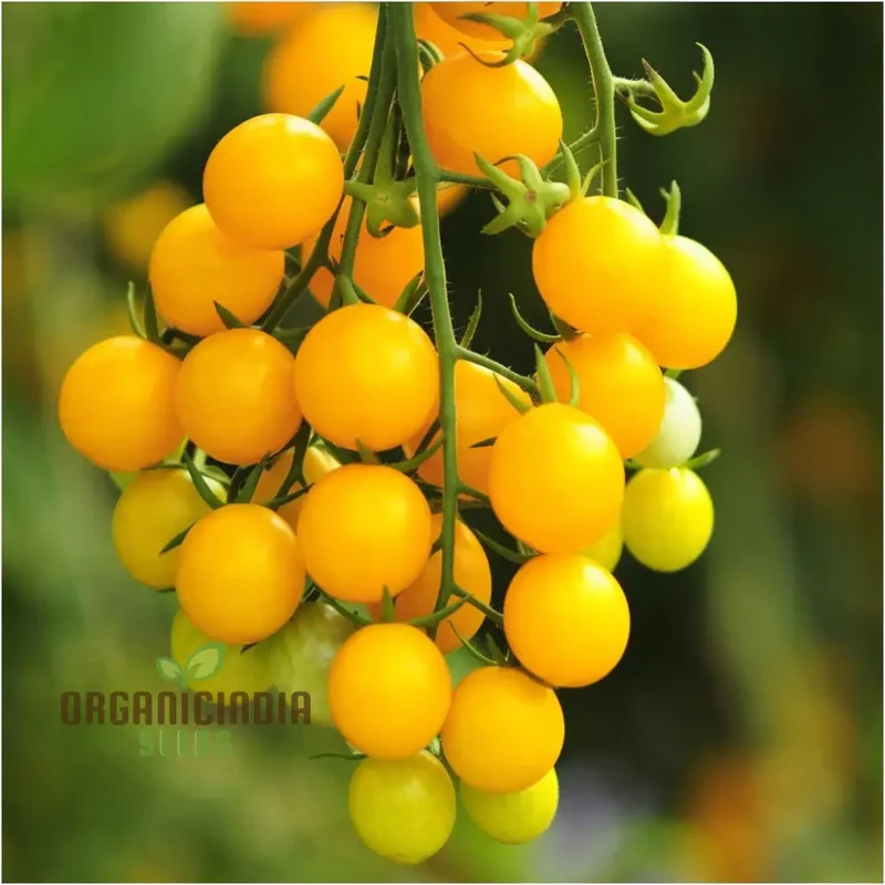 Yellow Cherry Tomato Vegetable Seeds Growing Golden Delights, A Comprehensive Guide to Planting and Gardening