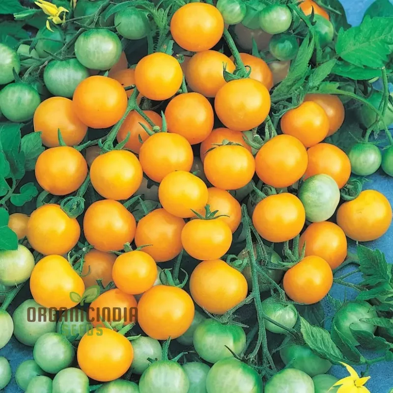 Yellow Cherry Tomato Vegetable Seeds Growing Golden Delights, A Comprehensive Guide to Planting and Gardening