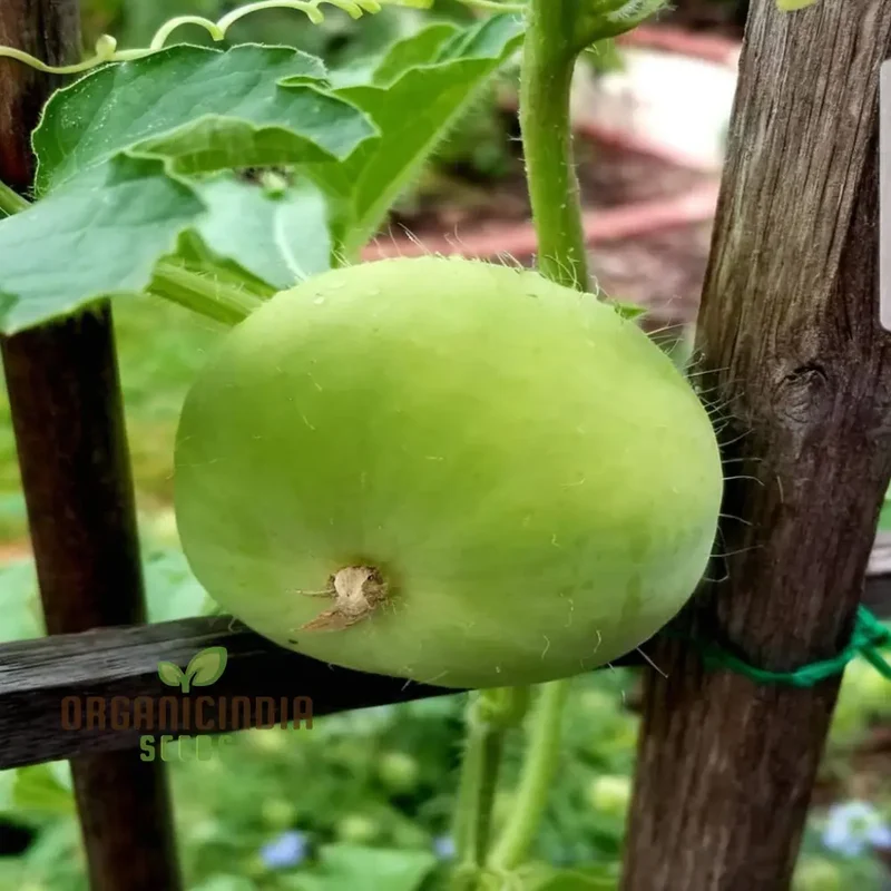 Tinda Indian Round Gourd Seeds - Grow Your Own Delicious and Nutritious Gourds