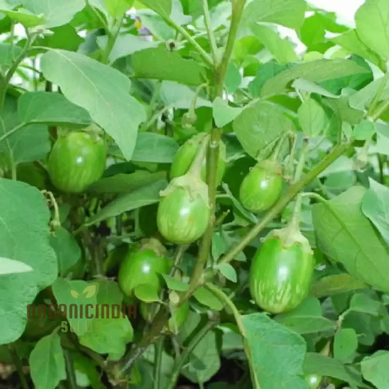 Brinjal Green Round Vegetable Seeds, Heirloom Variety, Prolific Yield, Ideal for Home Gardening