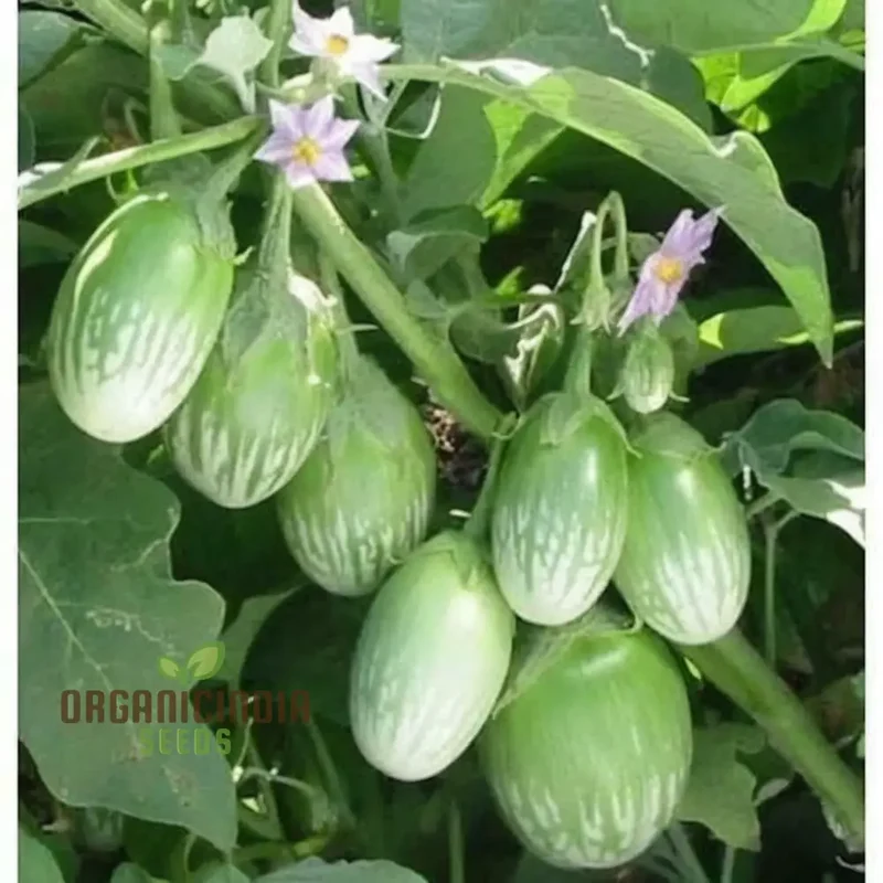 Brinjal Green Round Vegetable Seeds, Heirloom Variety, Prolific Yield, Ideal for Home Gardening