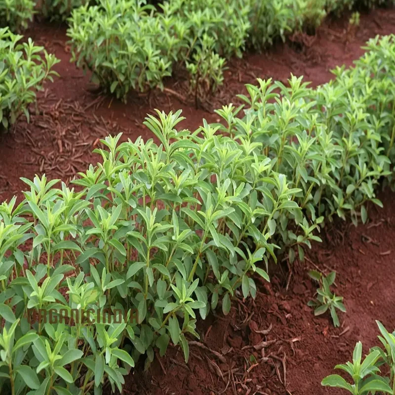 Stevia Planting Seeds Sweetening Your Garden, Planting and Cultivating Culinary Seeds