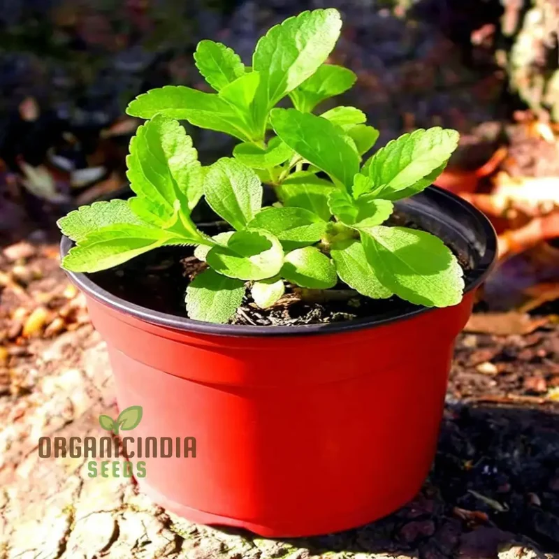 Stevia Planting Seeds Sweetening Your Garden, Planting and Cultivating Culinary Seeds