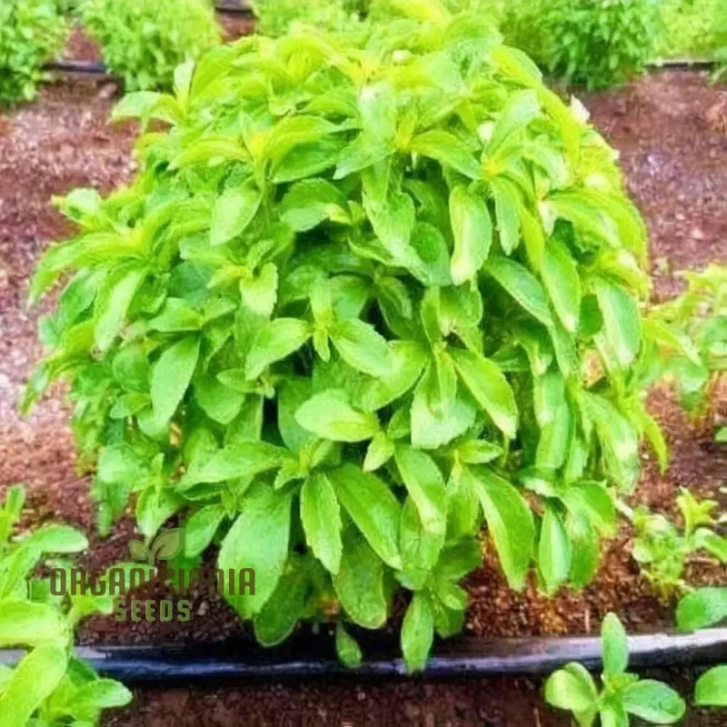 Stevia Planting Seeds Sweetening Your Garden, Planting and Cultivating Culinary Seeds