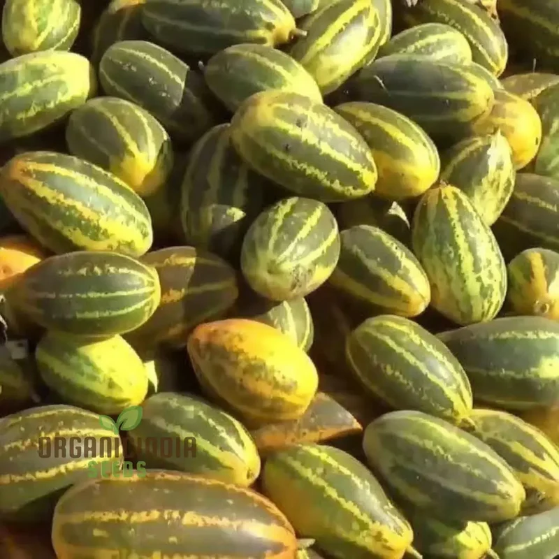 Sambar Cucumber Seeds, Premium High Yield, Disease Resistant, Ideal for Home Gardening
