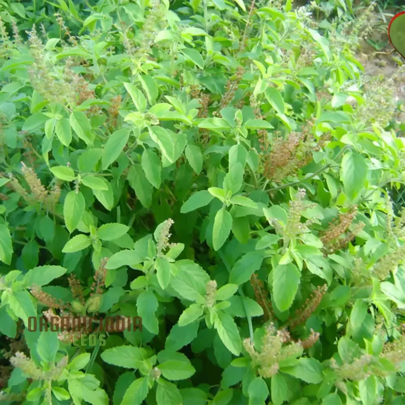 Lakshmi Tulasi Seeds or Basil Herb Seeds For Planting