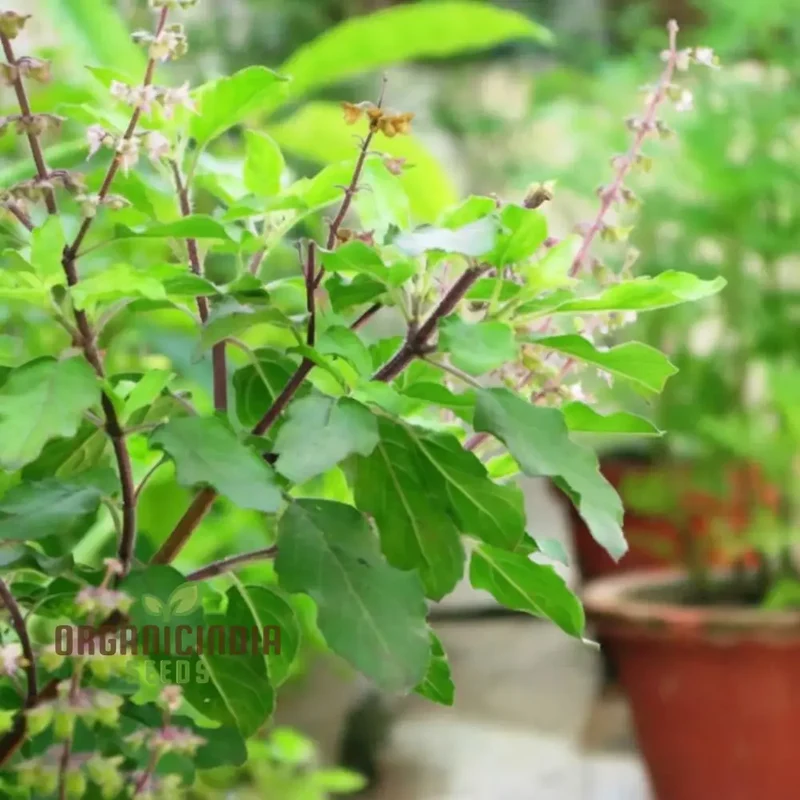 Lakshmi Tulasi Seeds or Basil Herb Seeds For Planting