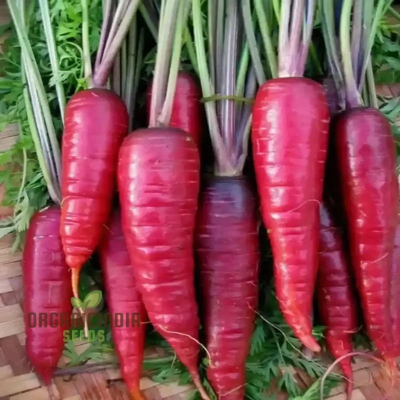 Red Radish Seeds, Fast Growing, Crisp & Flavorful Vegetable Seeds, Perfect for Home Gardening