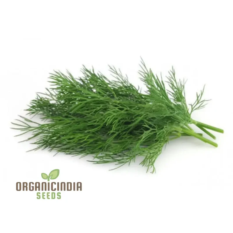 Dill Soya Seeds for Planting – Aromatic Herb for Cooking & Home Gardening